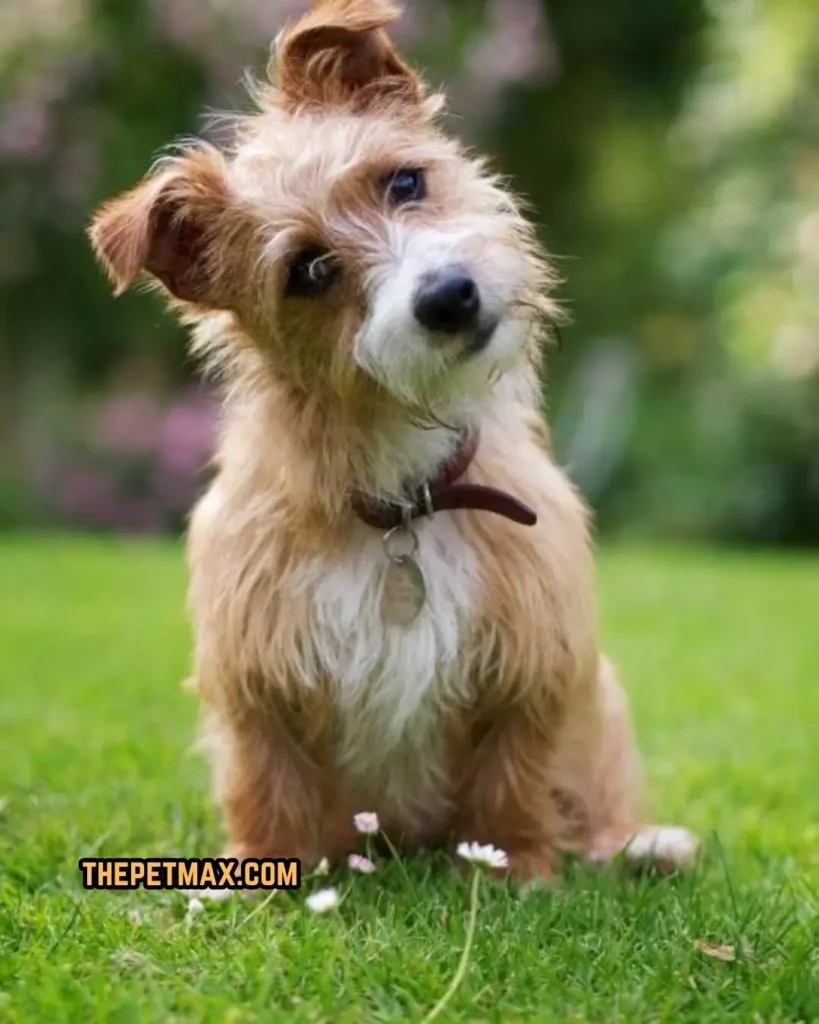 lucas terrier dog breed