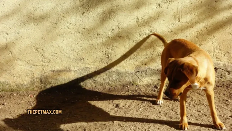 Why Dogs Chase Shadows? 7 Reasons Why Dogs Chase Shadows