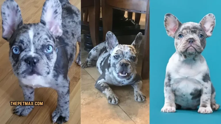 Blue Merle French Bulldog Breed Ultimate Guide