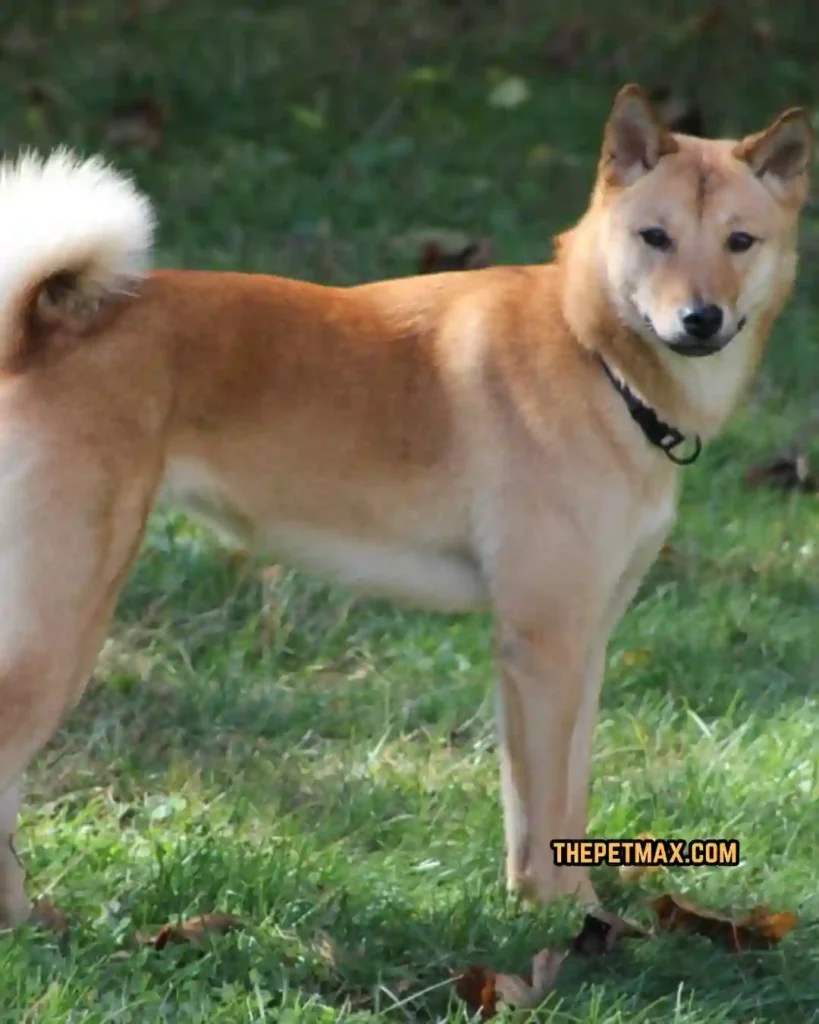 korean jindo dog breed