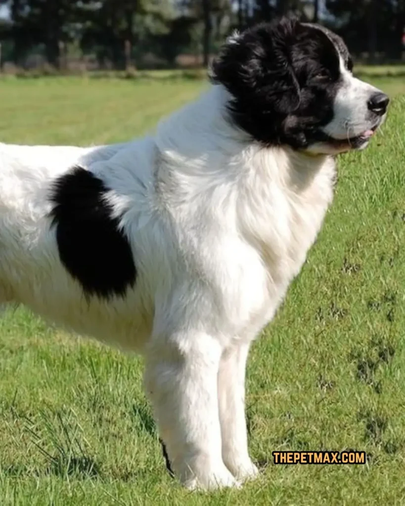 Karakachan dog