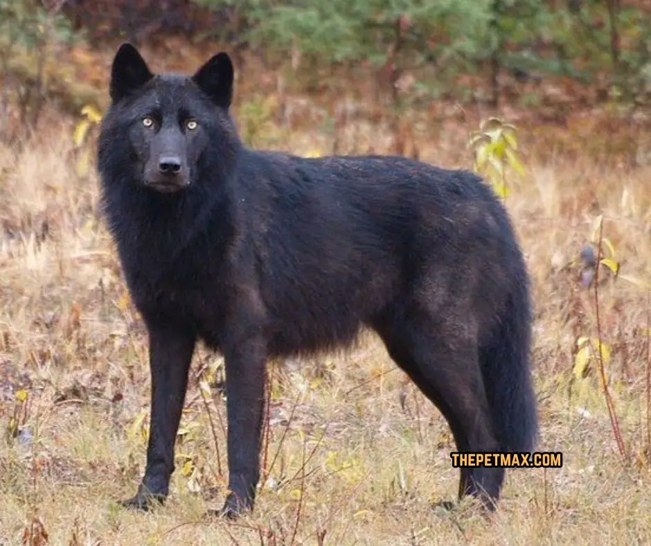 Mexican Wolfdog