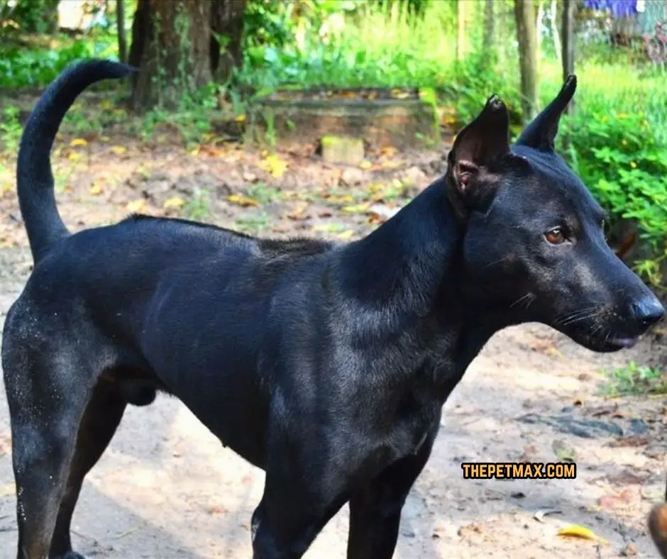 Phu Quoc Ridgeback Dog Breed