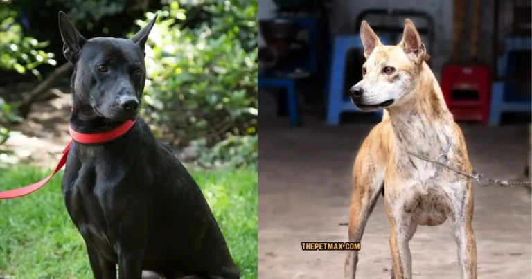 Phu Quoc Ridgeback Dog Breed Guide
