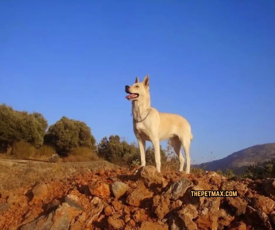 Cretan Hound