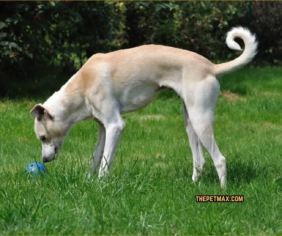 Cretan Hound