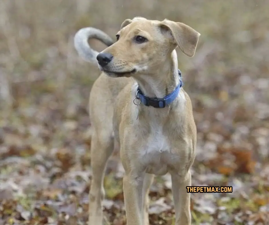 Cretan Greyhound