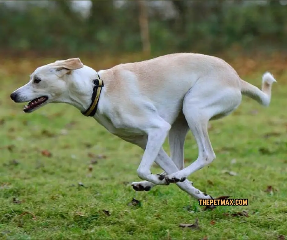 Cretan Hound Dog