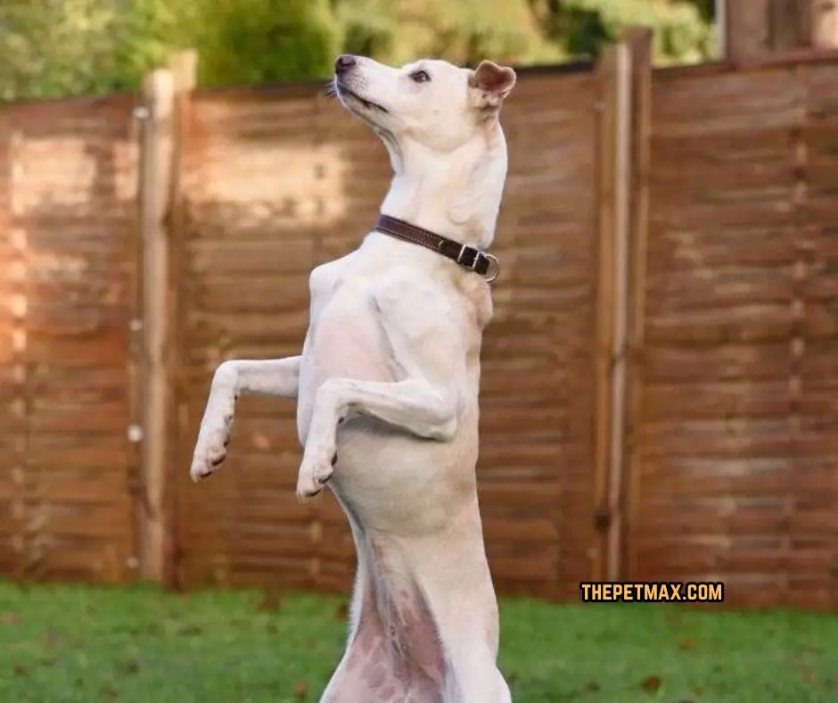 Cretan Hound