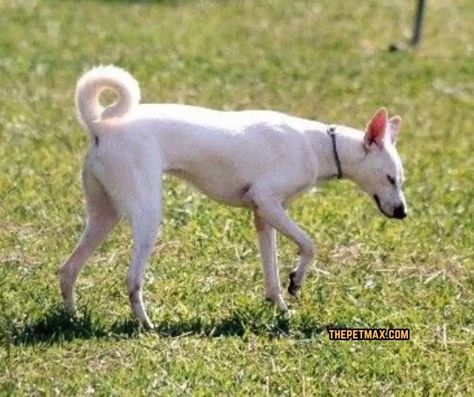 Cretan Hound