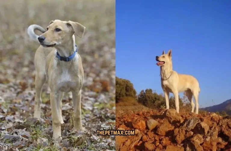 Cretan Hound Dog Breed Guide