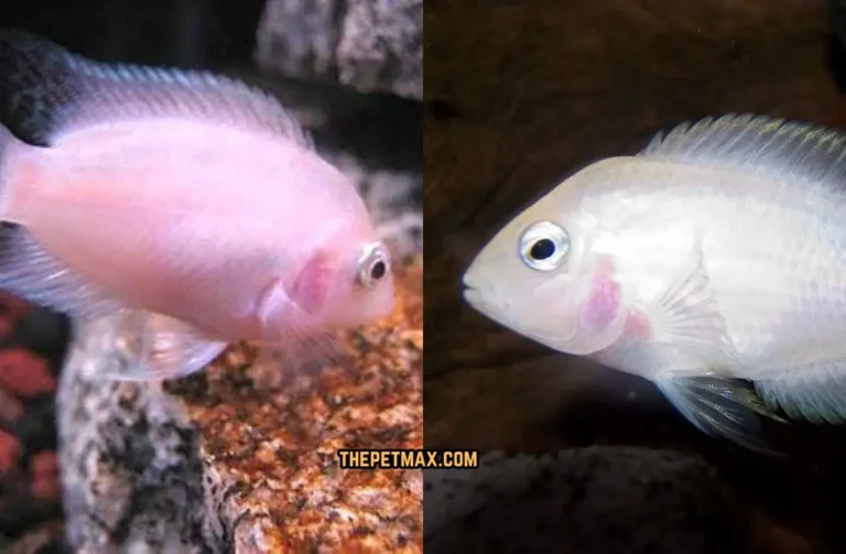 Pink Convict Cichlid Fish Care Guide