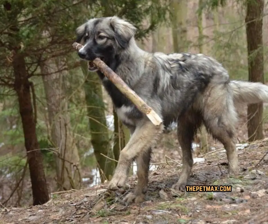 Carpathian Shepherd Dog Breed