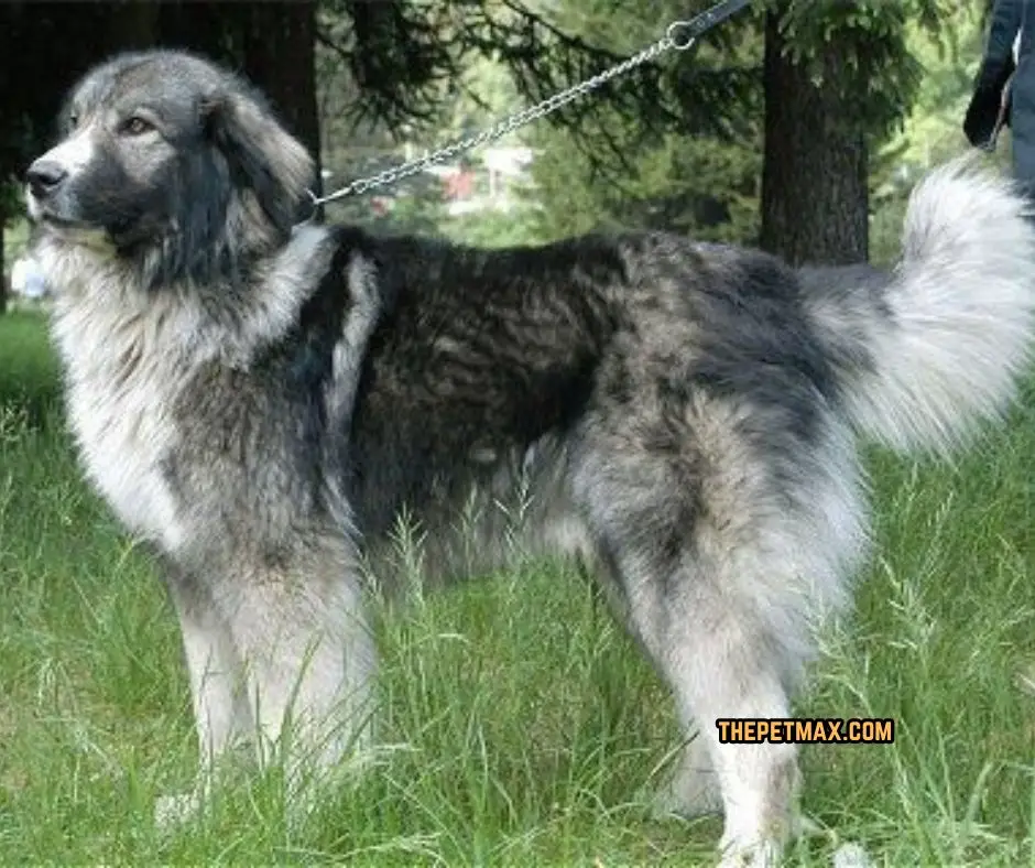 Carpathian Shepherd Weight