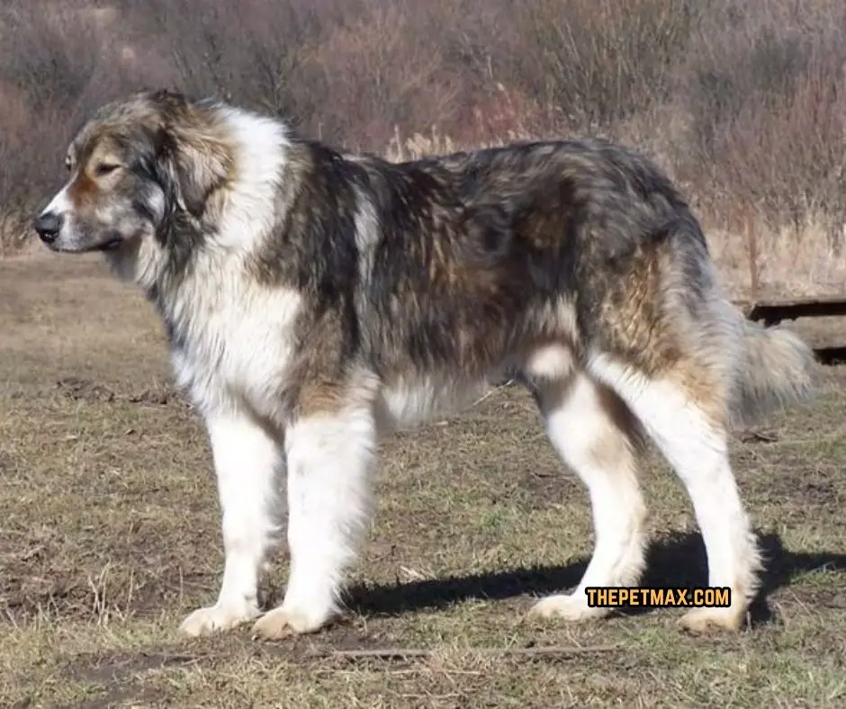 Carpathian Shepherd Height