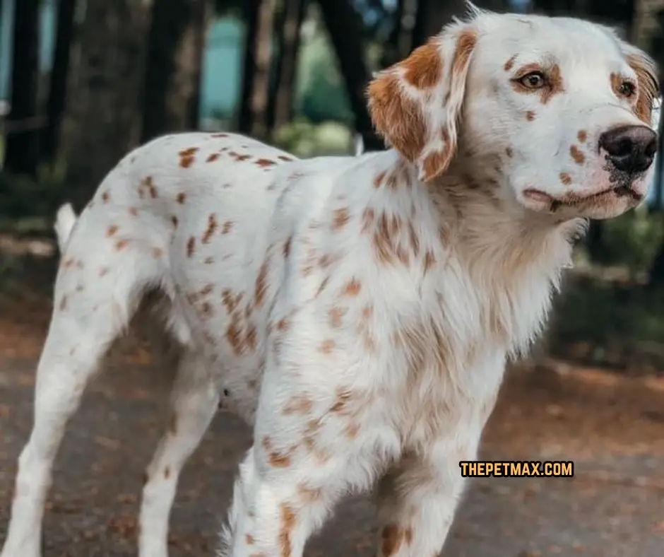 Lemon Dalmatian Dog Breed
