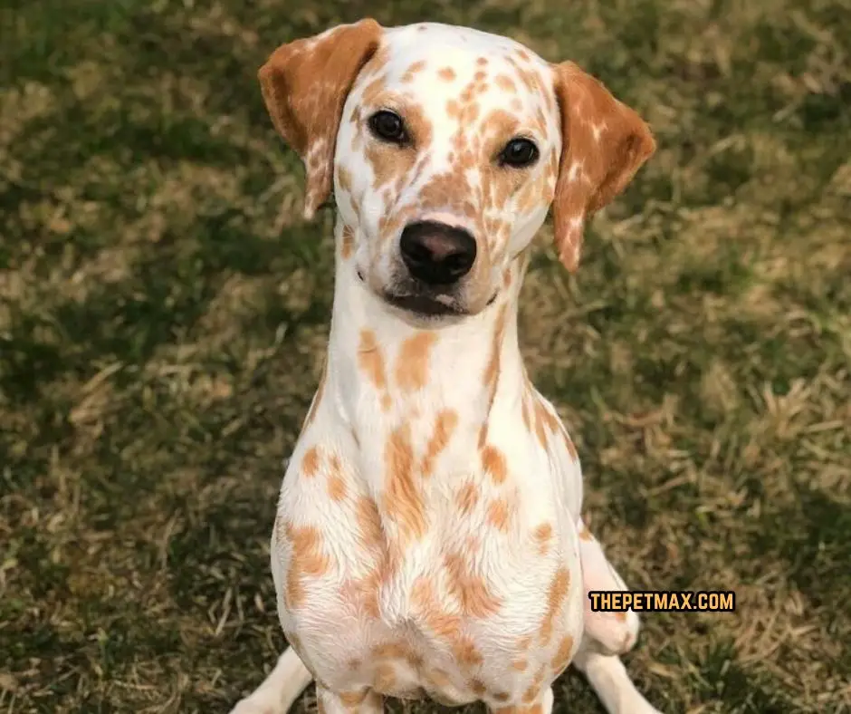 Lemom Dalmatian Dog