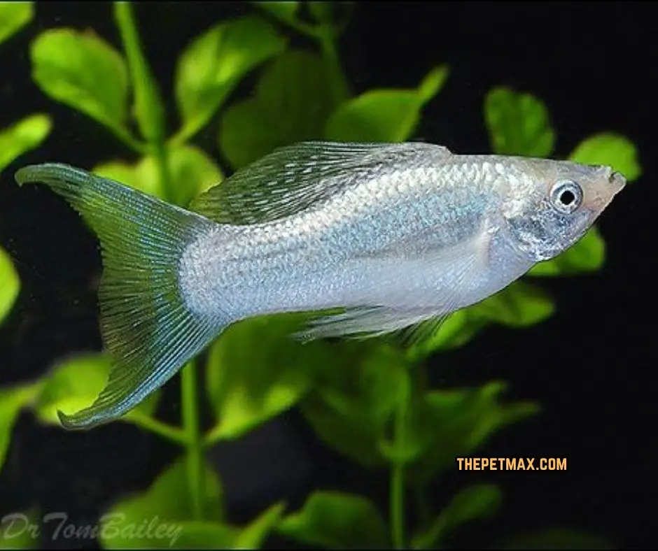 Lyre Tailed Molly Fish