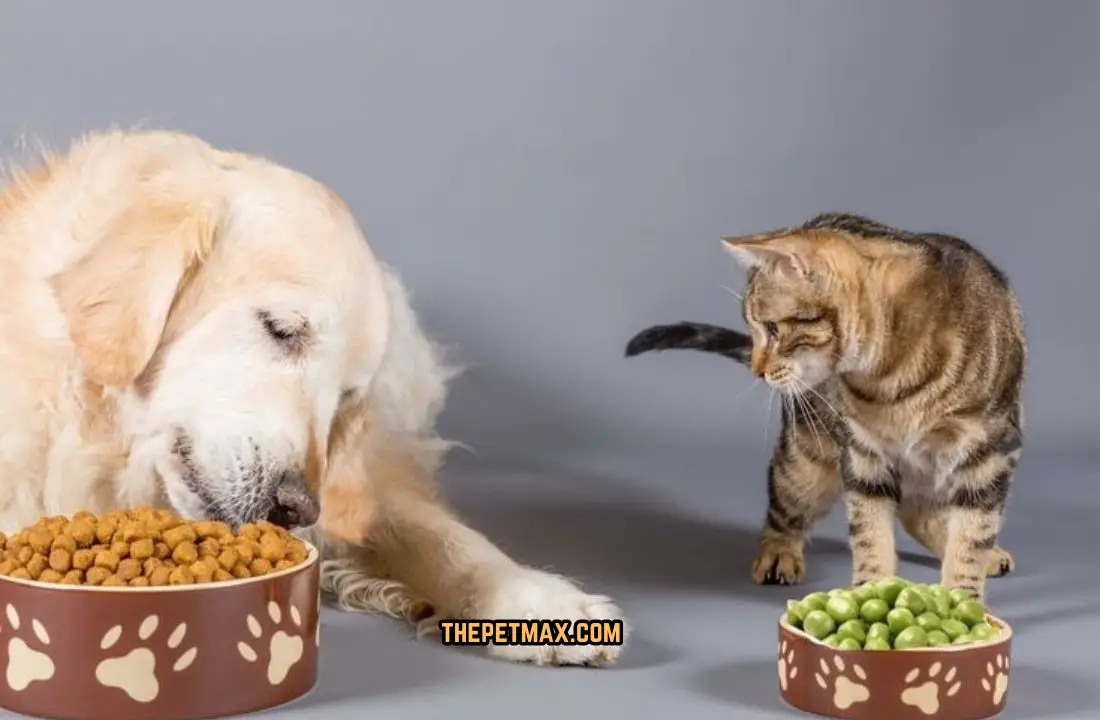 Can Dogs Eat Cat Food