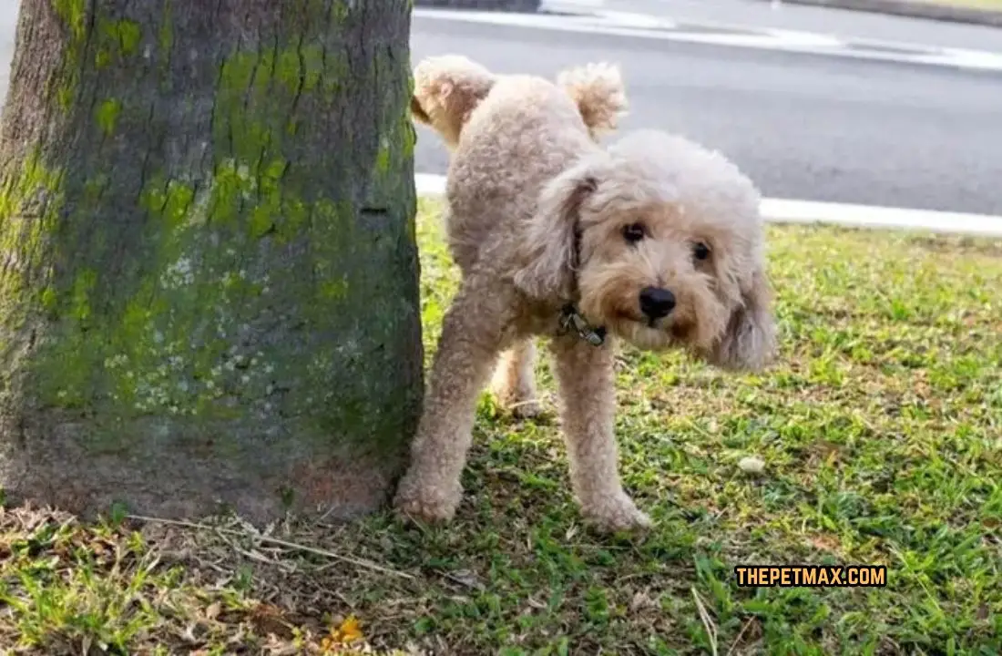 Dog Potty Training