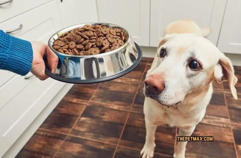 How to feed your dog or puppy